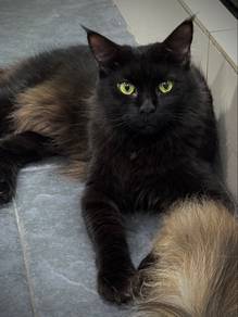 black mainecoon