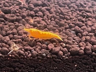 Udang Shrimp - Yellow Golden Lined