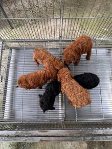 poodle t