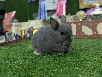 Arnab Netherland Dwarf Rabbit, ble