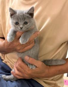 bsh