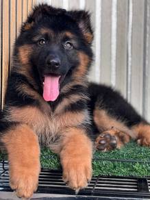 German Shepherd High Quality Female
