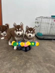 Husky (M)