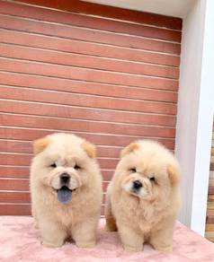 Chow Chow
