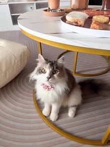 Mainecoon + Persian Female “Lucy”