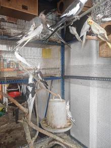 cockatiel Liar