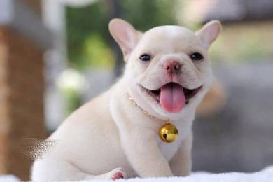 Cute Female French Bulldog – Healthy & Playful