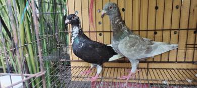 merpati German beauty