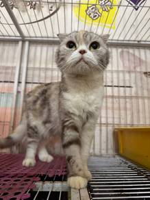 Scottish Female cat Bsh