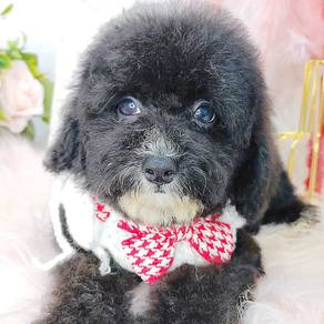 Poodle