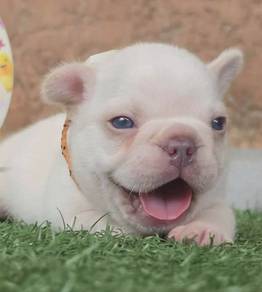 FRENCH BULLDOG PUPPIES FB322🌻Cute Puppy Available