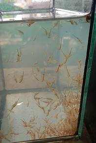 seamonkey air masin
