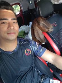 kambing baka jamnapari untuk aqiqah/induk betina..