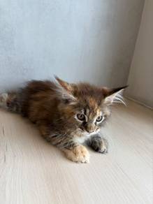 cat for sale mainecoon