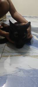 kucing free 
