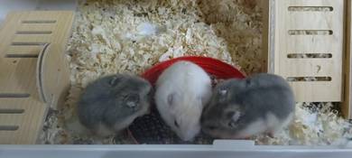cute &healthy hamster +beautiful cages for sale