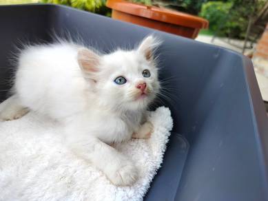 TOPs A-GRADE Hayden White Ragdoll cat kucing