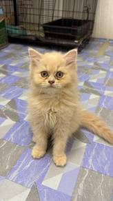 DLH Kitten