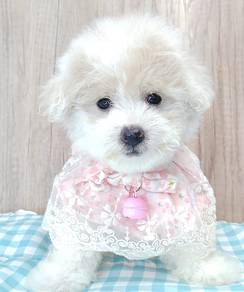 Maltipoo