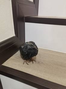 burung bird 