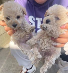 Shihpoo