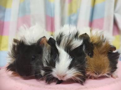 Peruvian Guinea Pig