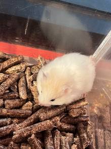 Syrian Big Bone Hamster for Sale