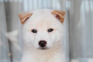 Shiba Inu
