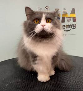 Munchkin British Long Hair
