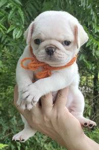 PUG PUPPIES 673🌻 REHOME Boy~Girl