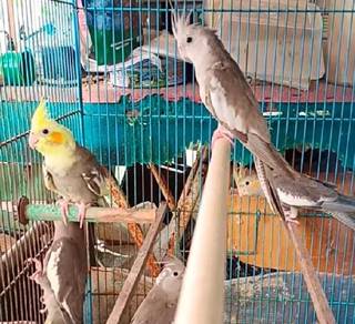 Cockatiel