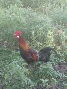 Ayam hutan