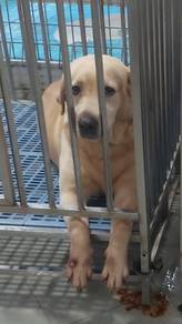 Labrador