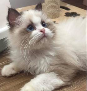 Imported Ragdoll Kitten for Sale