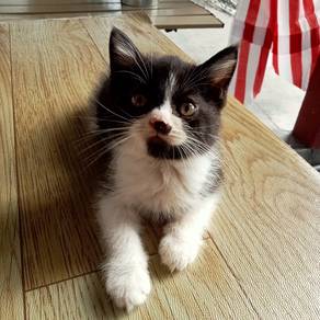 Kitten BSH 