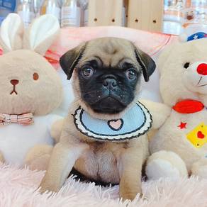 Pug