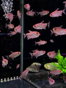 Red Eye Tetra