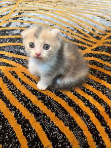 Beautiful Munchkin Scottish Fold Kittens 