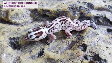 gecko