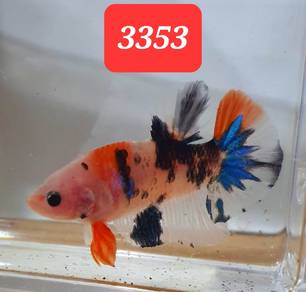 3353 Half Moon Multicolor + Betta Fish Food