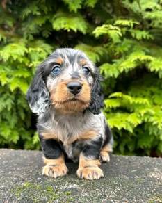 HHHT-5000 Mini long haired Dachshund merle tan