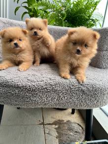 Pomeranian available…