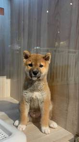 Shiba Inu Puppy