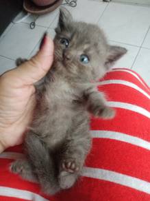 BSH Mix Kitten 