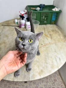 British short hair (BSH)