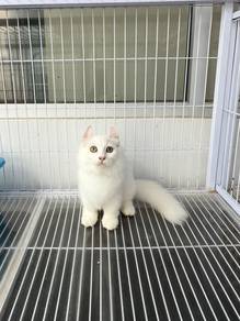 American curl munchkin kitten