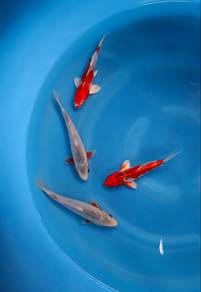 Japanese koi