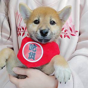 Shiba