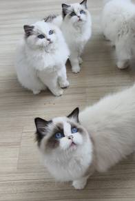 Ragdoll male with CFA certificate 