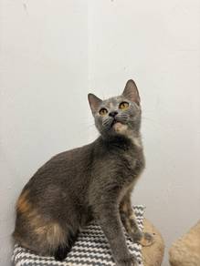 Mix BSH Adoption